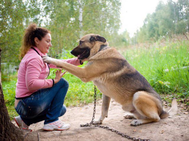 Отдам в дар: Метис кавказского волкодава - Шерхан фото2