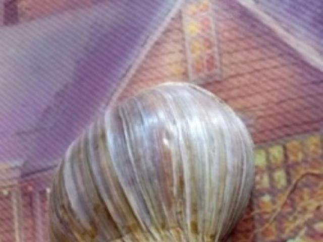 Продаю: Улитки"Ахатины"