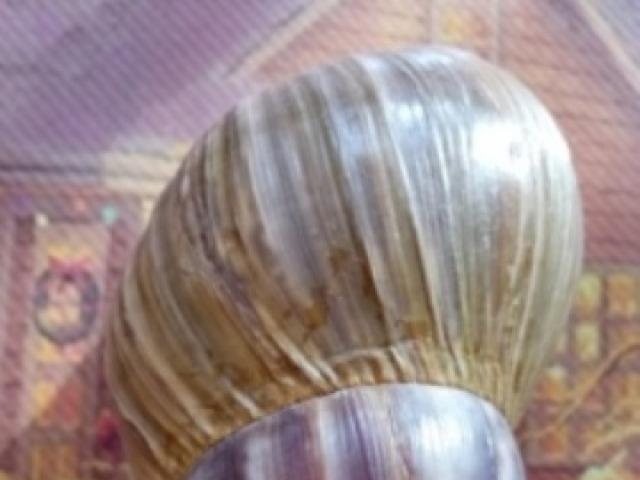 Продаю: Улитки"Ахатины" фото2