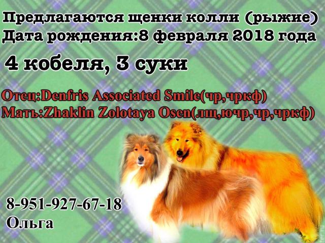 Продаю: Колли щенки рыжие в Перми