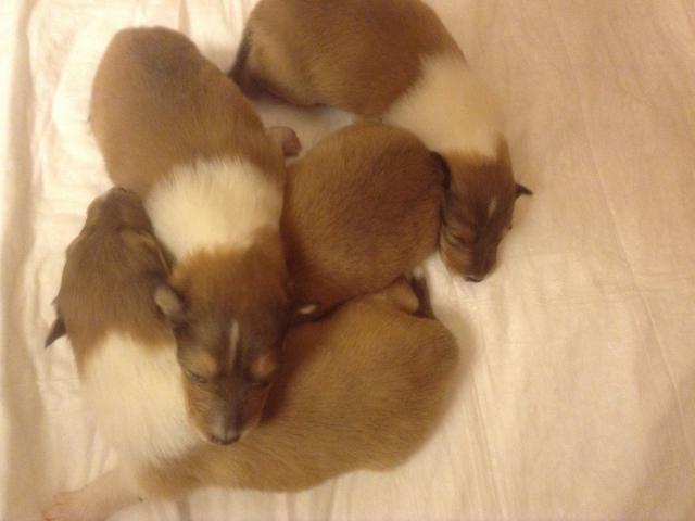 Продаю: Колли щенки рыжие в Перми фото2