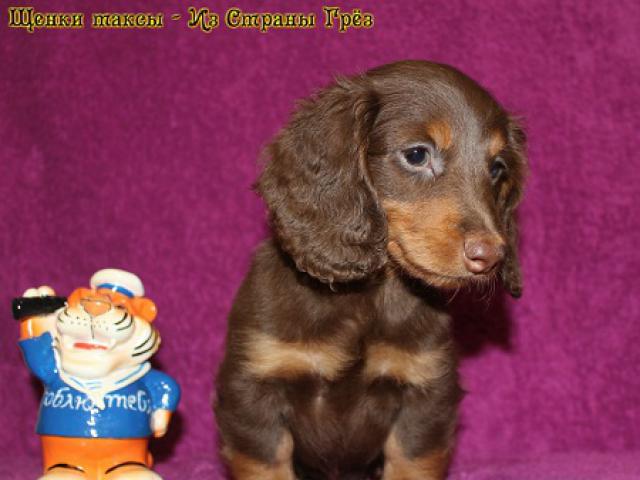Продаю: Шоколадный щенок таксы длинношерстной 25 месяца фото2
