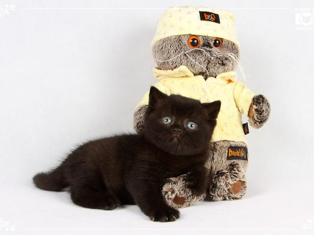 Продаю: Черные британские котята фото2