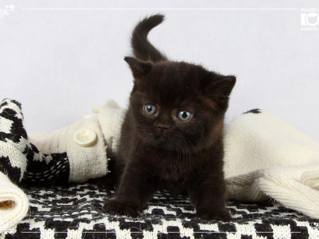 Продаю: Черные британские котята фото3