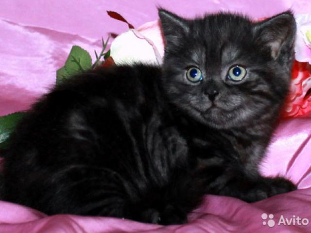 Продаю: Британские котята чернобурка из питомника