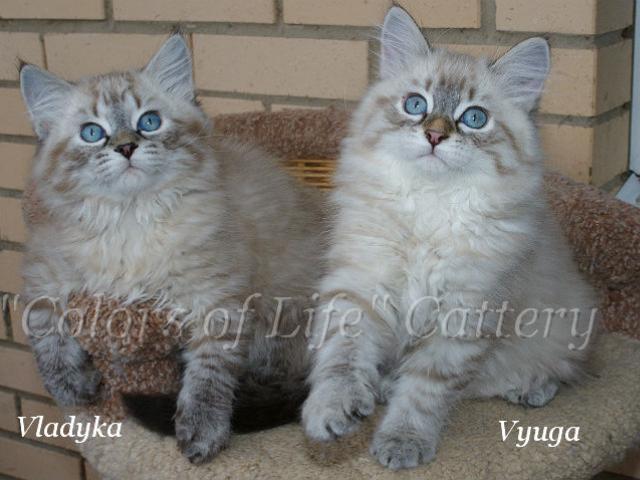 Продаю: Невские маскарадные котята фото3