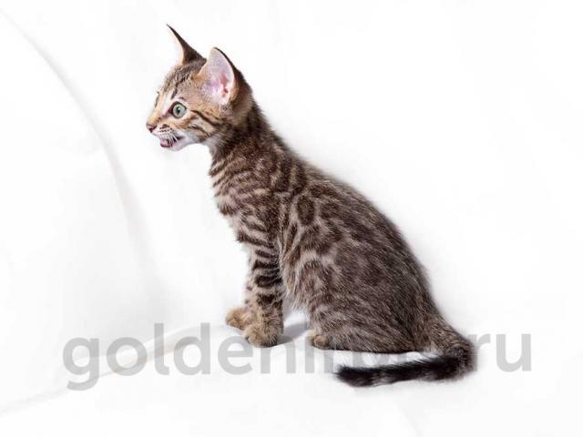 Продаю: Саванна - леопардовый котенок фото2