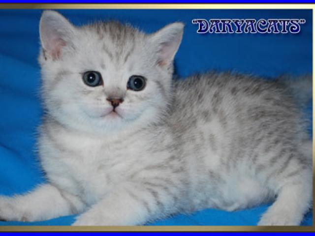 Продаю: Шотландские котята серебристых окрасов  фото2