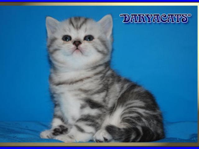 Продаю: Шотландские котята серебристых окрасов  фото3