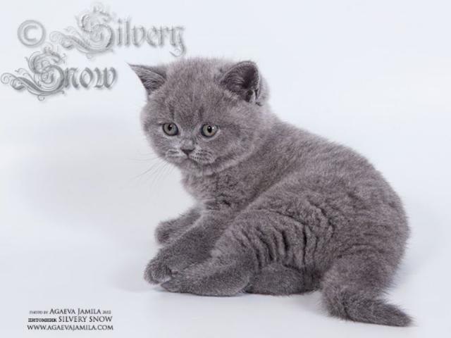 Продаю: Британские короткошерстные и длинношерстные котята фото2