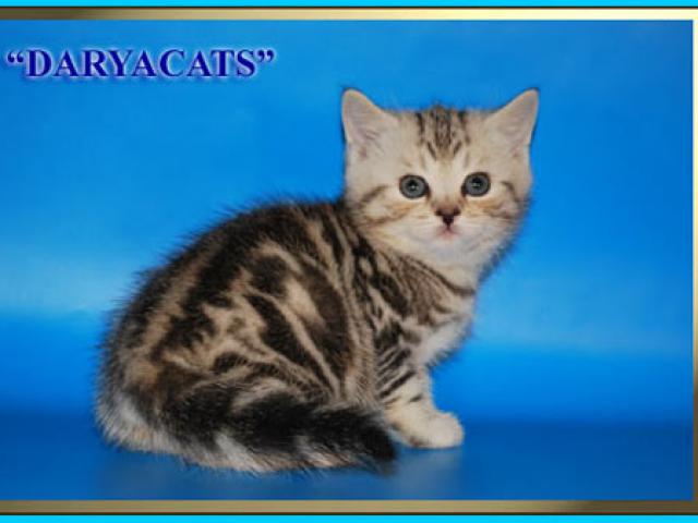 Продаю: Шотландские котята девочки мраморного окраса  фото2