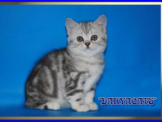 Продаю: Шотландские котята девочки мраморного окраса  фото3