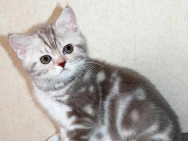 Продаю: Британский клубный котик срамор цвета какао