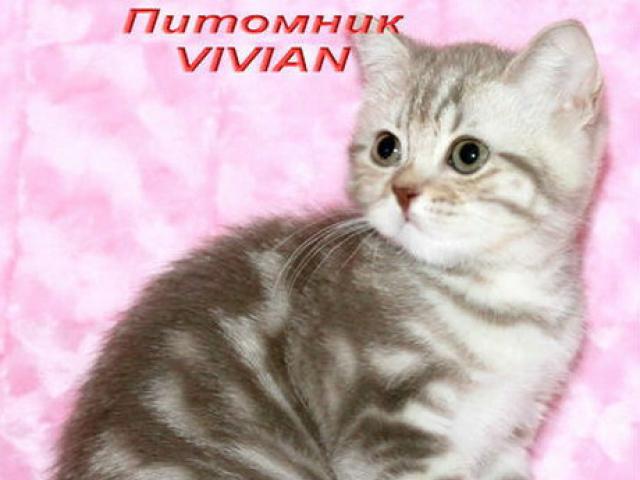 Продаю: Британский клубный котик срамор цвета какао фото2