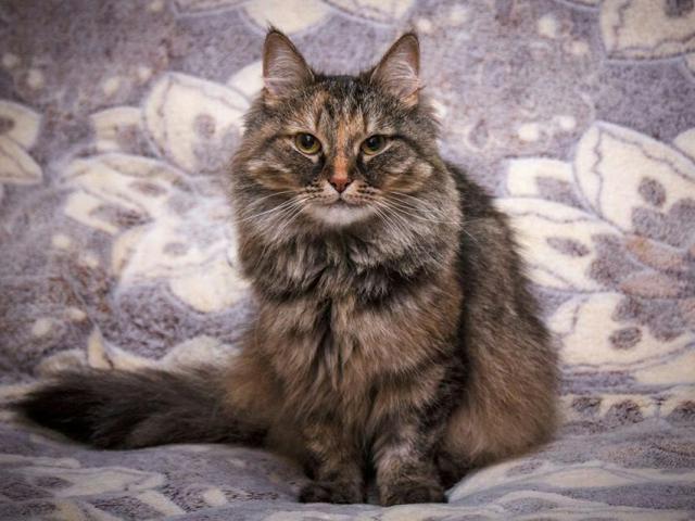 Отдам в дар: Кошка Пушинка (метис сибирской) ищет дом фото2