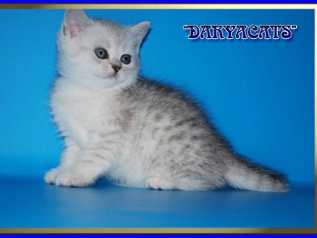 Продаю: Шотландские котята из питомника Daryacats  фото3