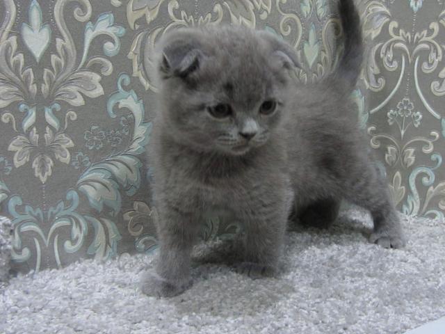 Продаю: Плюшевый вислоухий котенок - мальчик фото2