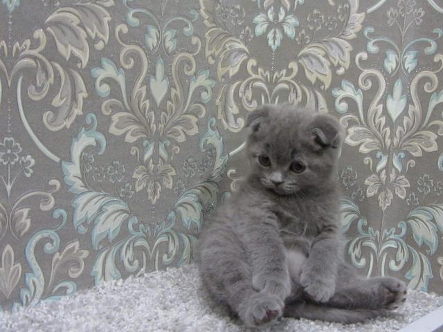 Продаю: Плюшевый вислоухий котенок - мальчик фото3