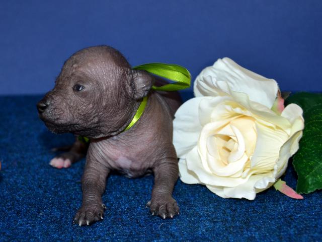 Продаю: Щенки мексиканской голой собаки (миниатюра) фото2