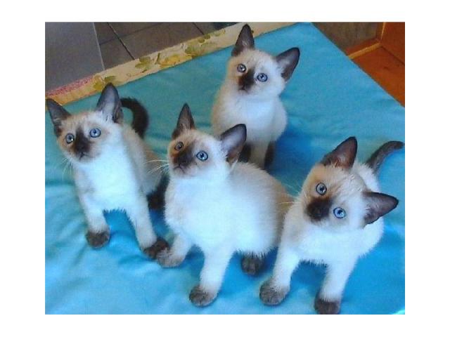 Продаю: Очаровательные сиамские котята
