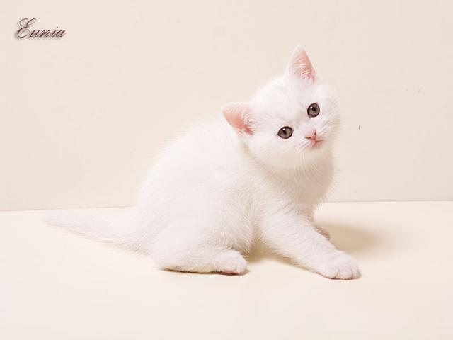 Продаю: Британские белые котята