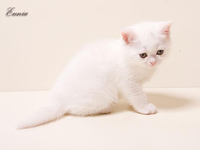 Продаю: Британские белые котята фото2