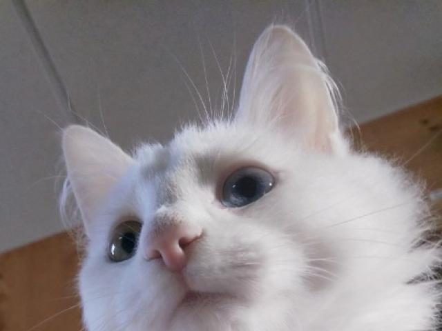 Отдам в дар: Белоснежный котенок Бейлис ищет дом