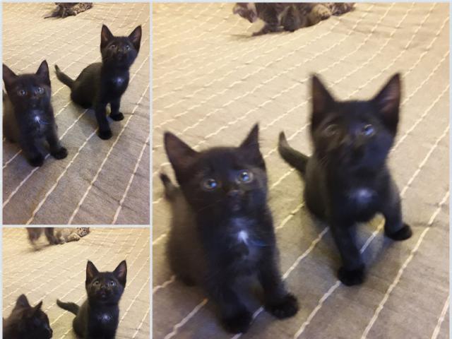Отдам в дар: Отдам чёрных котиков фото2