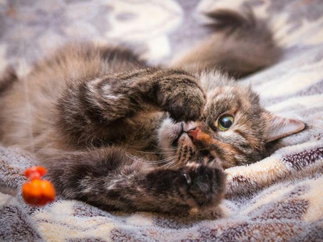 Отдам в дар: Кошка Пушинка (метис сибирской) ищет дом фото3