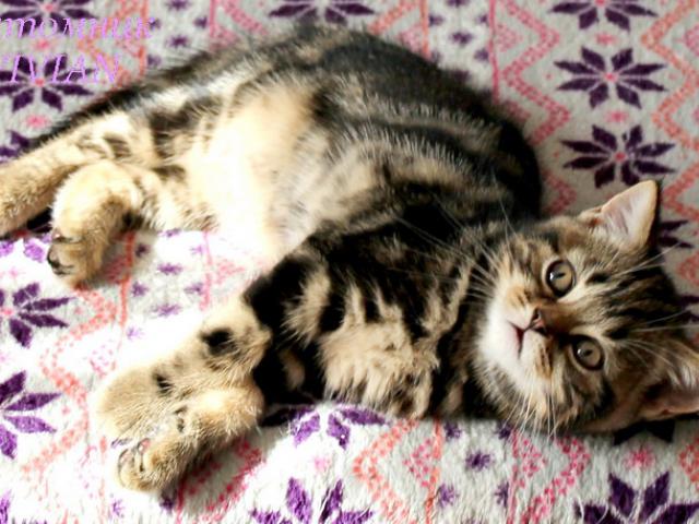 Продаю: Британский котик мрамор на золоте из питомника фото3