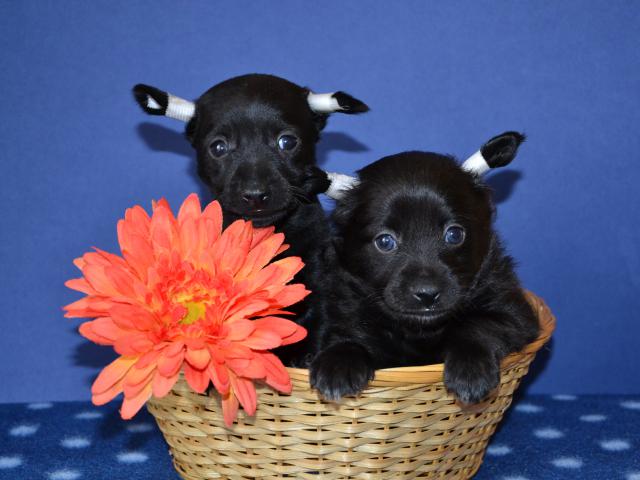 Продаю: Очаровательные щеночки ксоло мини фото2