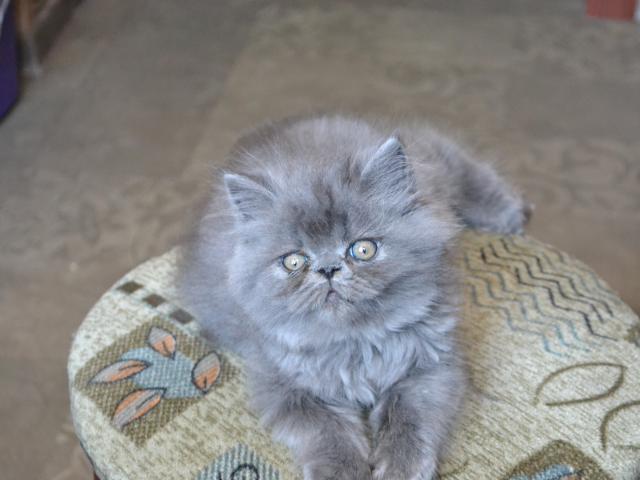 Продаю: Котята персидские