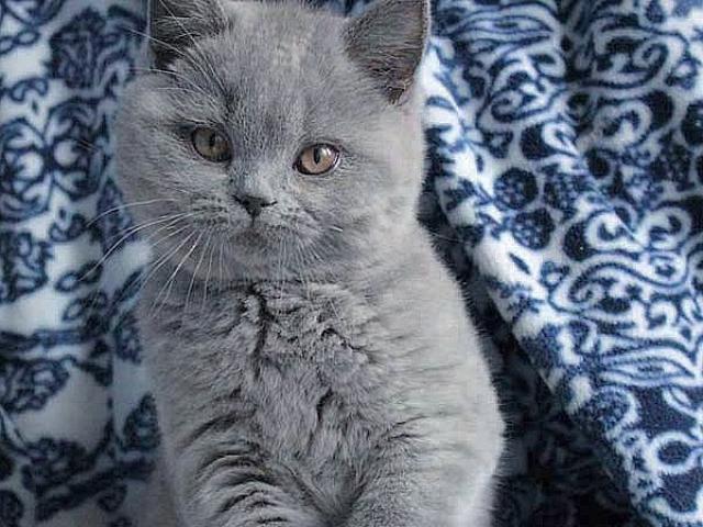 Продаю: Голубые британские котята От Заводчика фото2