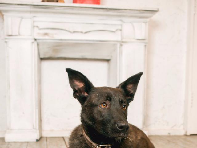 Отдам в дар: Собака с эльфийскими ушами ищет семью фото3