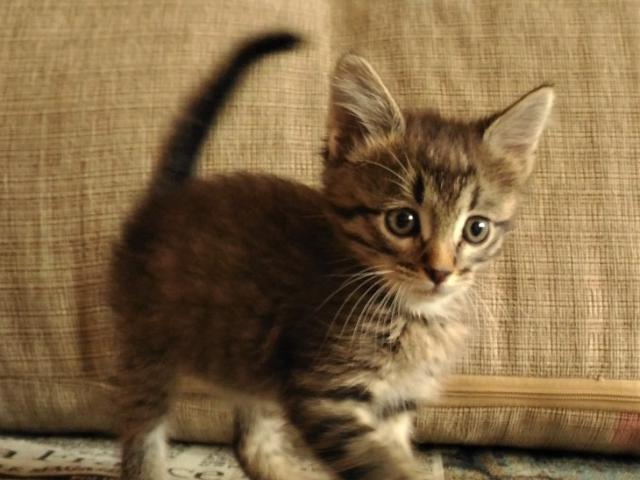 Отдам в дар: Ищет дом очаровательный котенок фото3