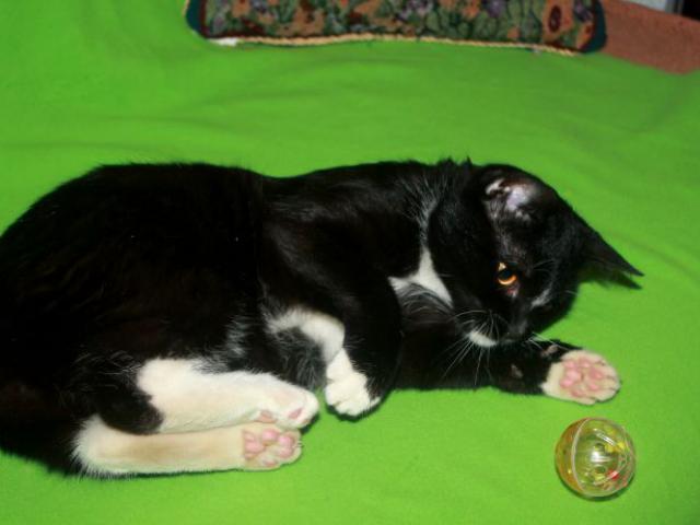 Отдам в дар: Ласковый и умный котик Бося ищет семью  фото3