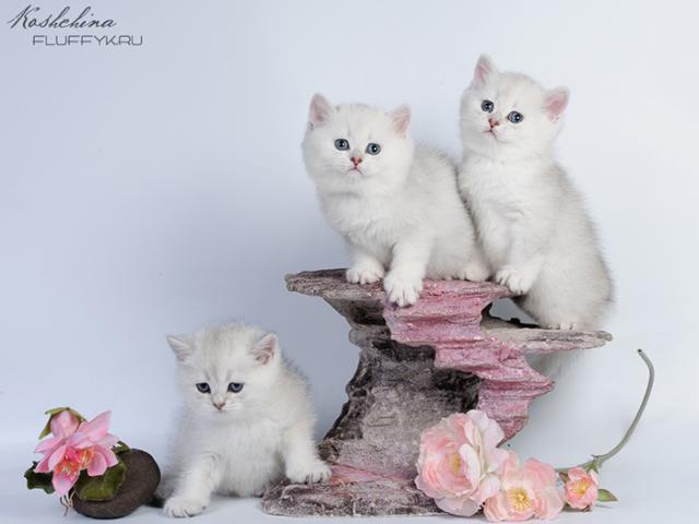 Продаю: Британские котята Белоснежные мишки Красота