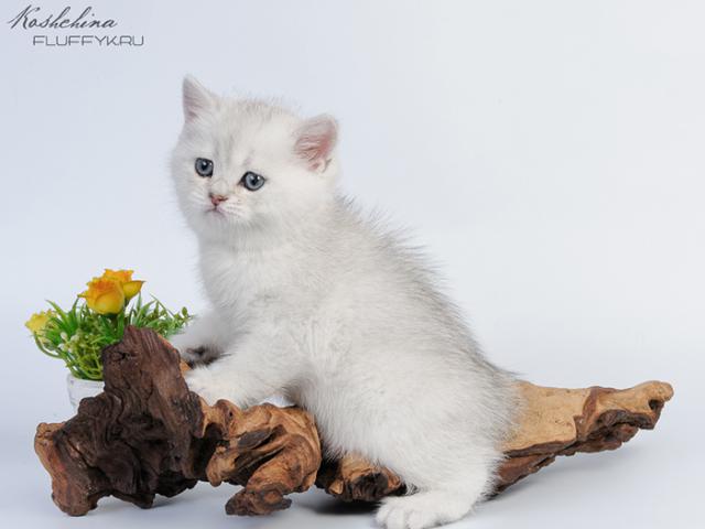 Продаю: Британские котята Белоснежные мишки Красота фото2