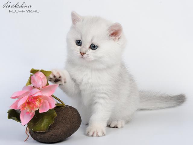 Продаю: Британские котята Белоснежные мишки Красота фото3