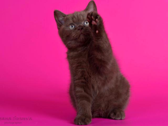 Продаю: Британские котята Элитные британцы из питомника фото2