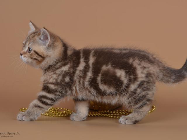 Продаю: Британские котята Элитные британцы из питомника фото3