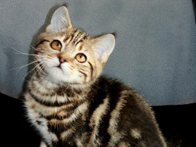Продаю: Британские котята черный мрамор из питомника фото2