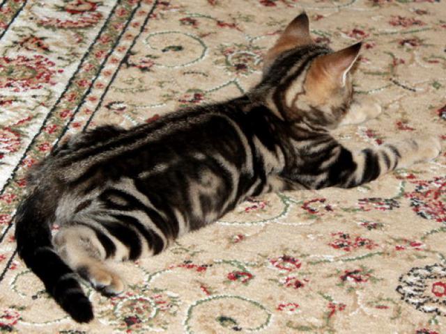 Продаю: Британские котята черный мрамор из питомника фото3