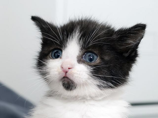Отдам в дар: Котёнок с сапфировыми глазами ищет дом