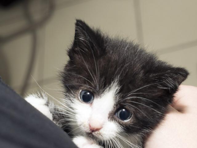 Отдам в дар: Котёнок с сапфировыми глазами ищет дом фото2