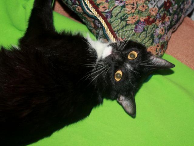 Отдам в дар: Ласковый и умный котик Бося ищет семью фото3
