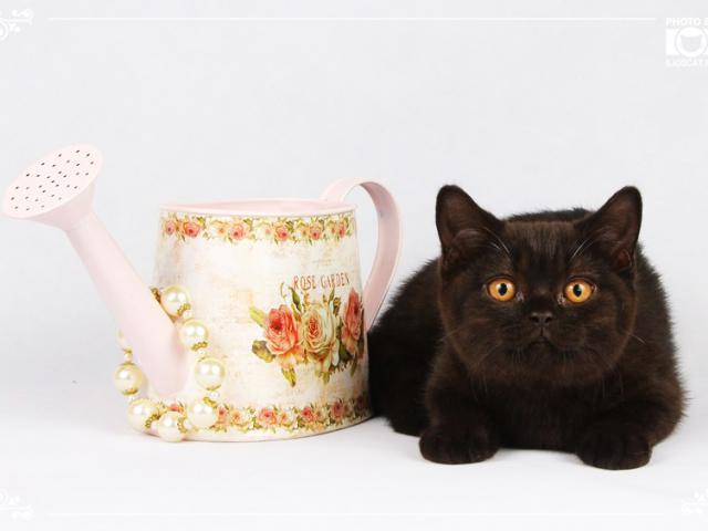 Продаю: Черные британские котята