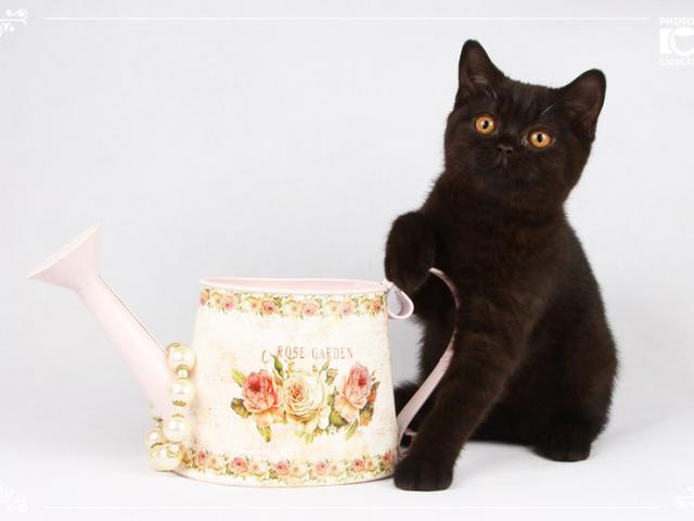 Продаю: Черные британские котята фото2