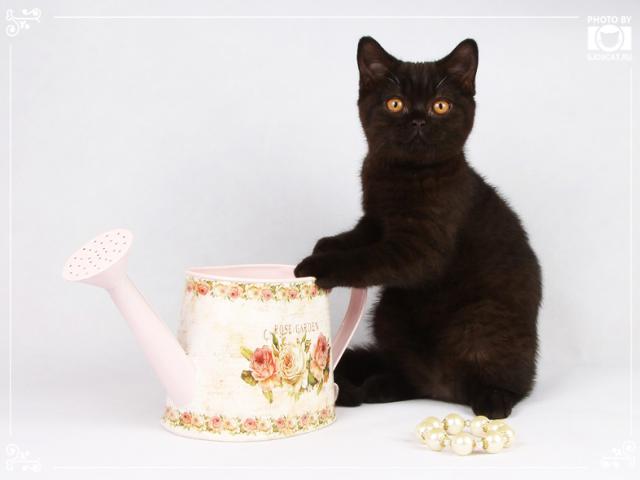 Продаю: Черные британские котята фото3
