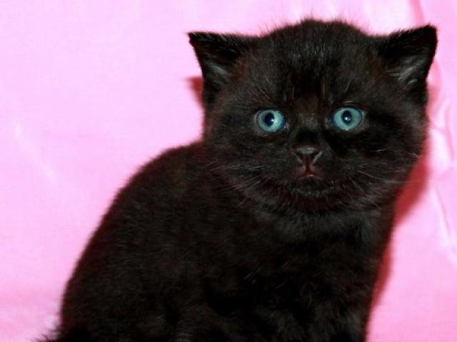 Продаю: Британские чистокровные черные котята